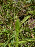 Image of foxtail clubmoss