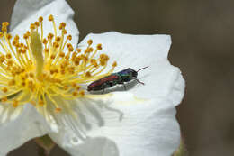 Image of Pasture Splendour Beetle