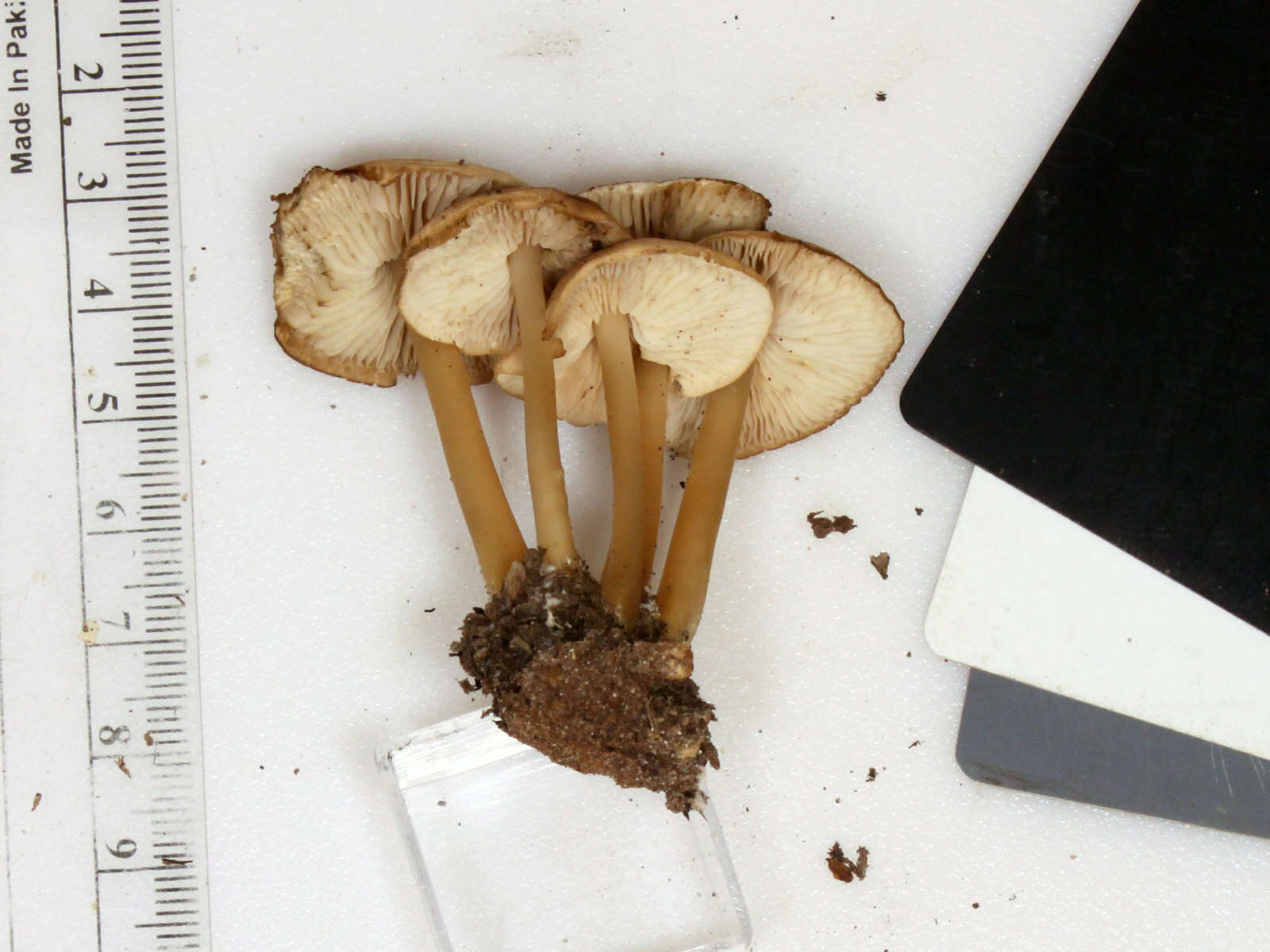 Image of Marasmius cystidiosus (A. H. Sm. & Hesler) Gilliam 1976