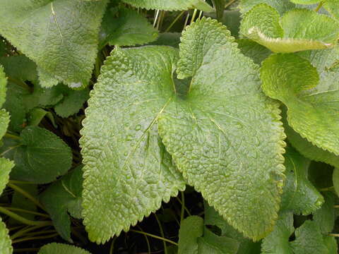 Image of tuberous Jerusalem sage