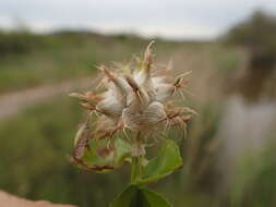 Image of Mediterranean clover