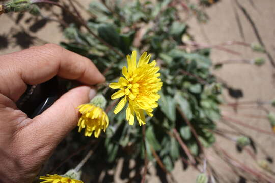 Plancia ëd Agoseris apargioides (Less.) Greene