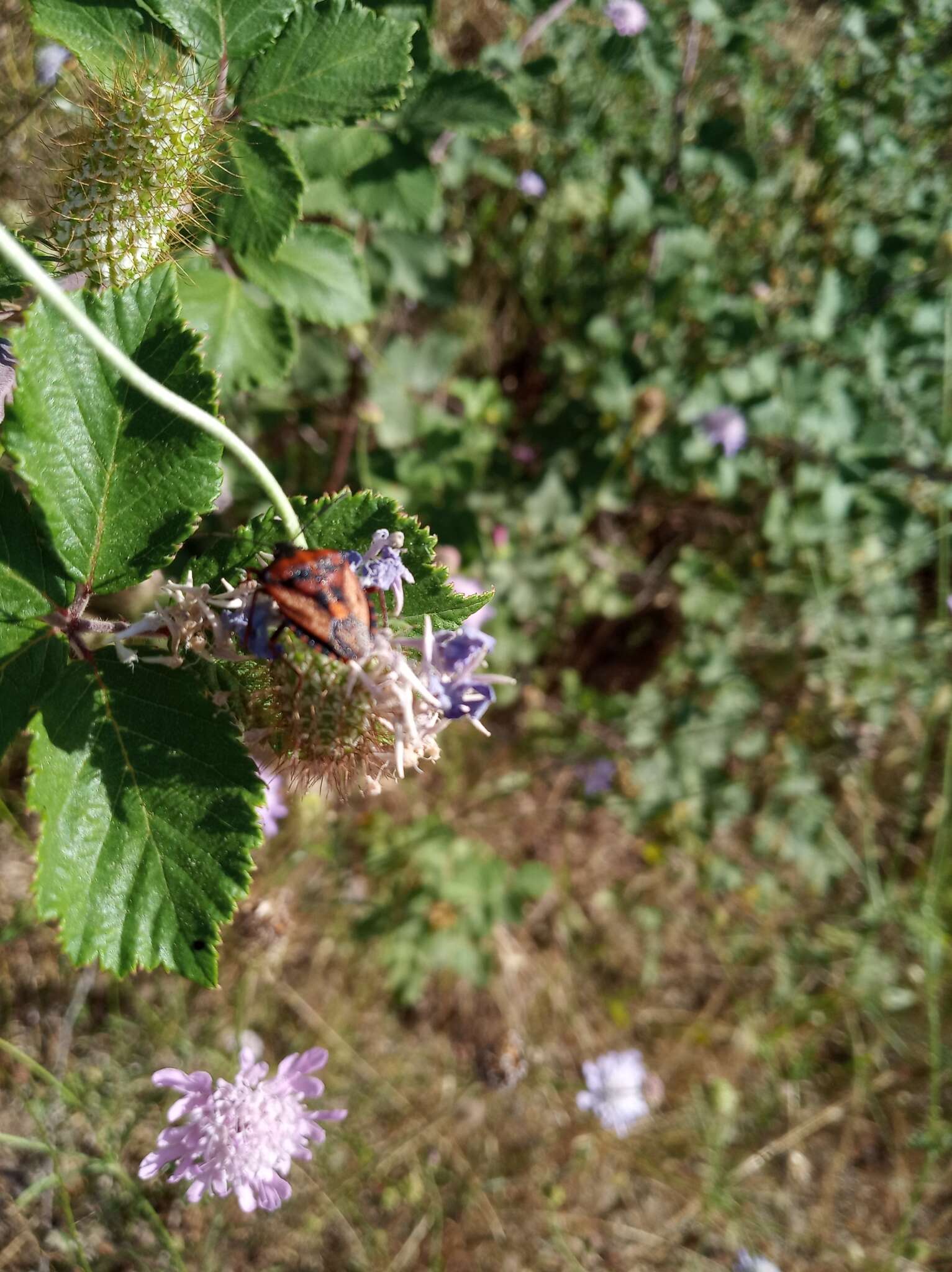 Image of <i>Carpocoris <i>mediterraneus</i></i> mediterraneus