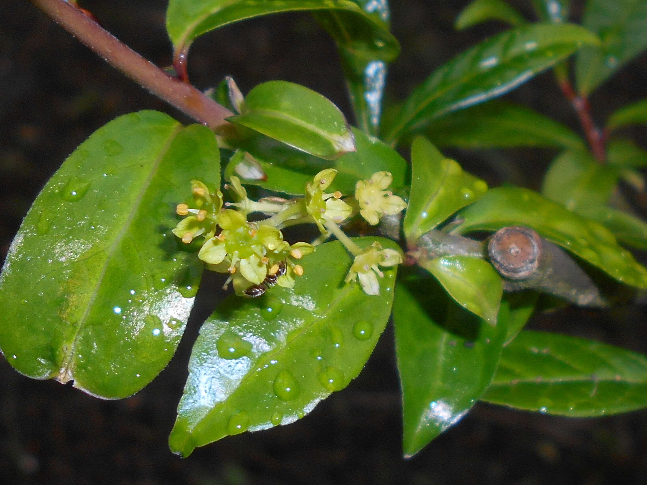 Image of Orixa japonica Thunb.