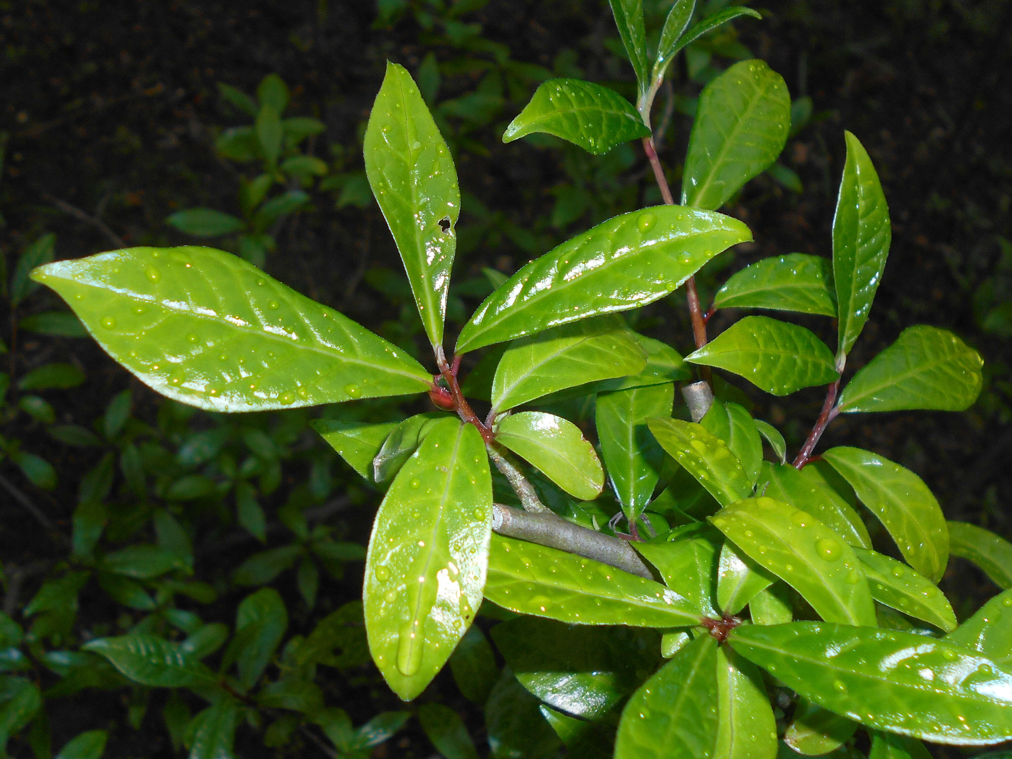 Image of Orixa japonica Thunb.