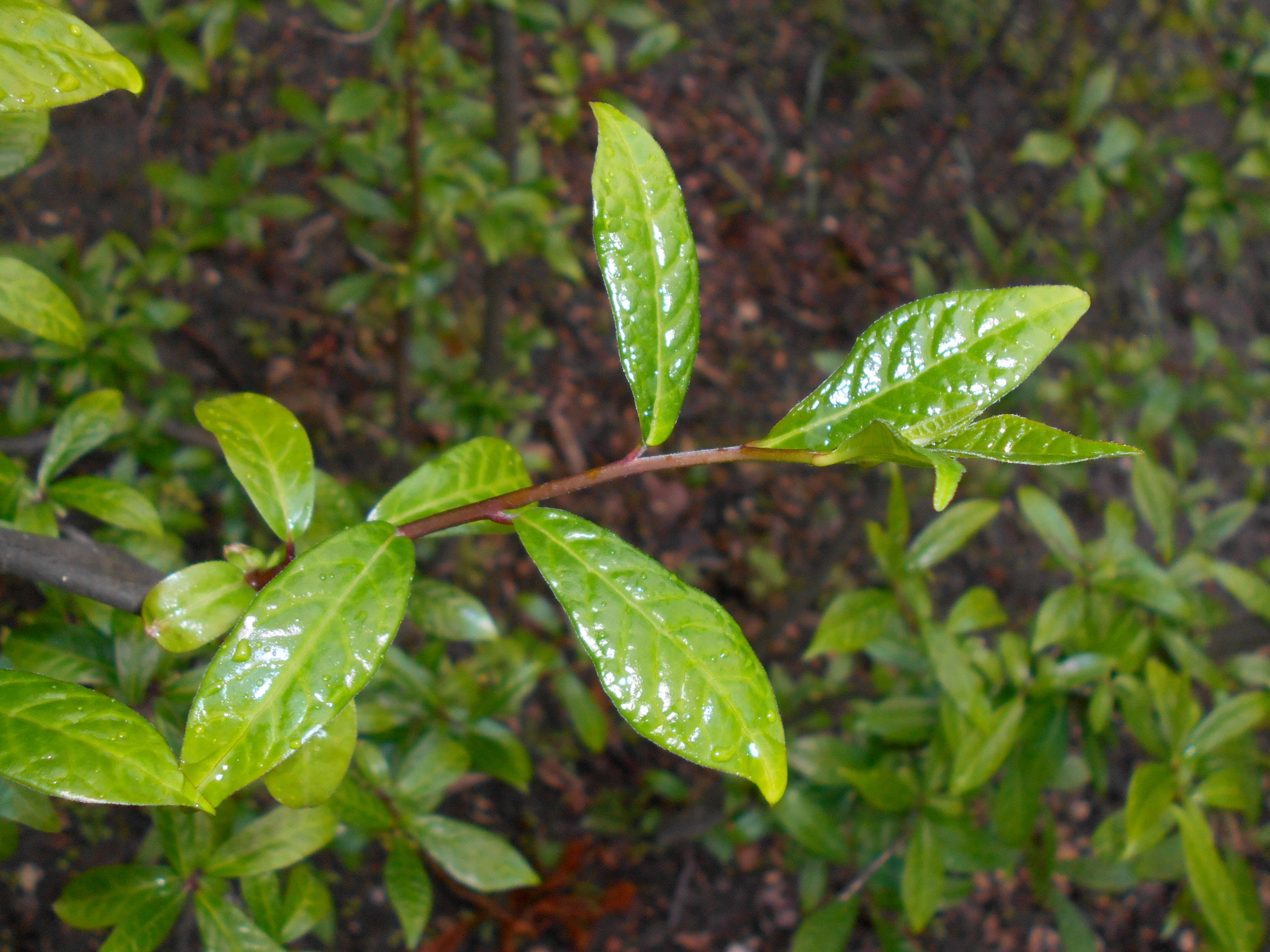 Image of Orixa japonica Thunb.