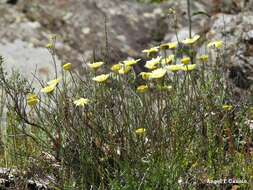 صورة Leucanthemopsis pallida (Mill.) Heywood