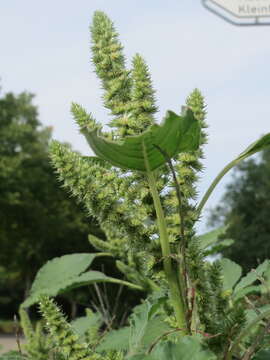 Image of redroot amaranth