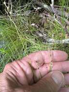 Image of prickly bog sedge