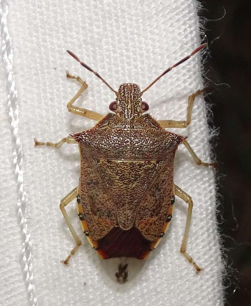 Image of Spined Soldier Bug