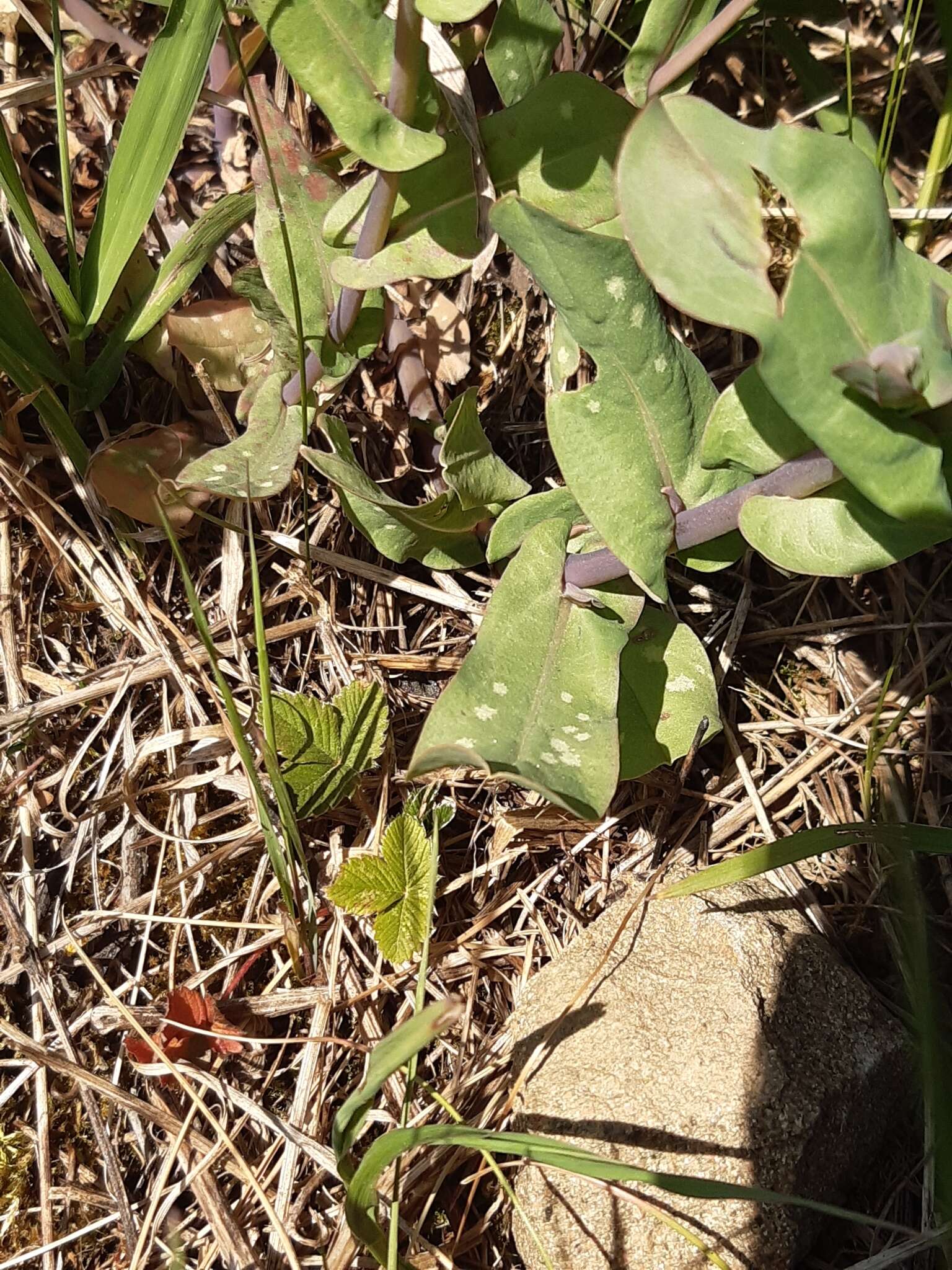 Image of Lesser Honeywort