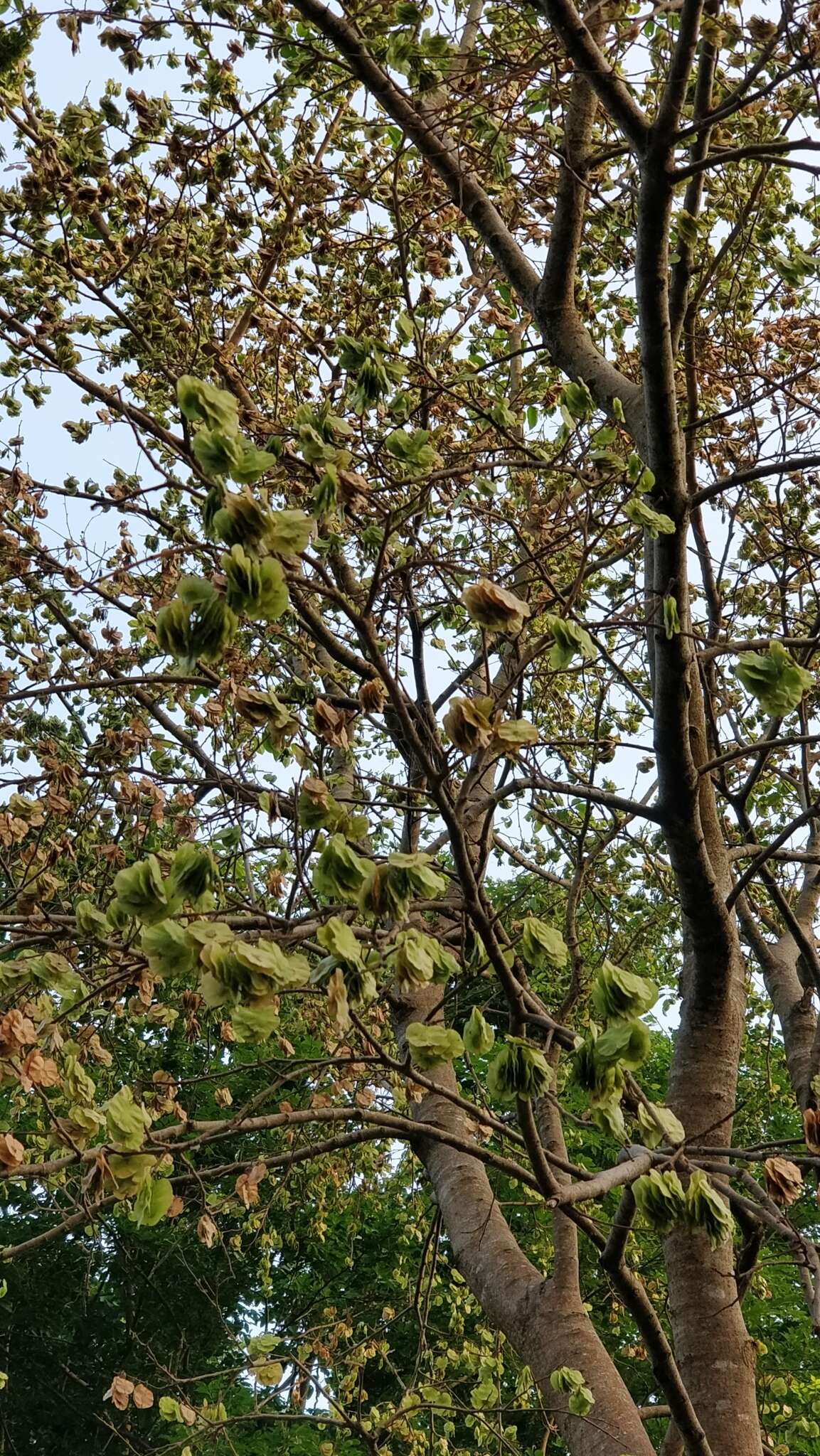 Image de Holoptelea integrifolia (Roxb.) Planch.