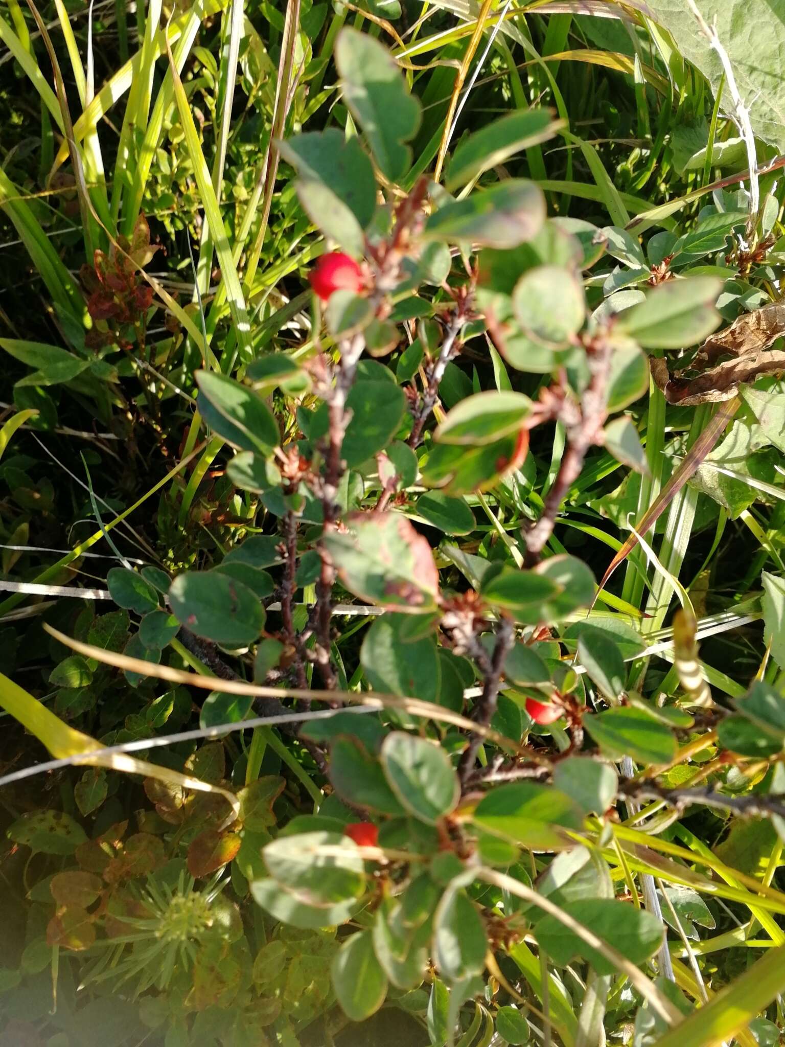 Image of Cotoneaster uniflorus Bunge