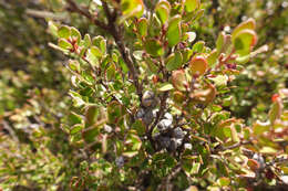 Sivun Leptospermum micromyrtus Miq. kuva