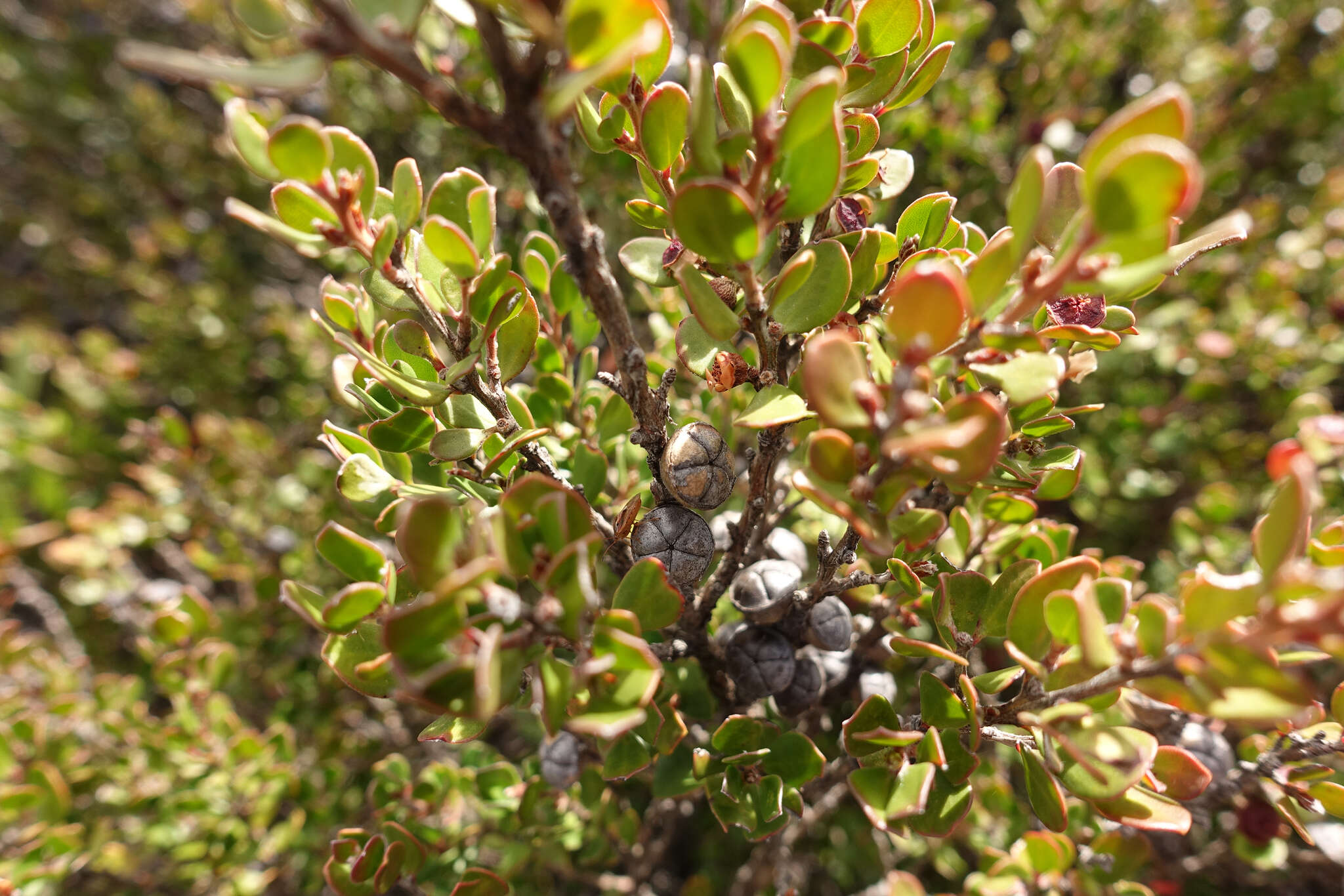 Sivun Leptospermum micromyrtus Miq. kuva