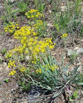 Image of Bupleurum sibiricum Vest ex Roem. & Schult.