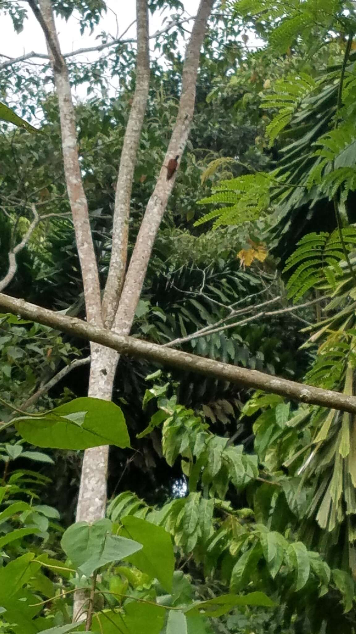 Image of Chestnut Woodpecker