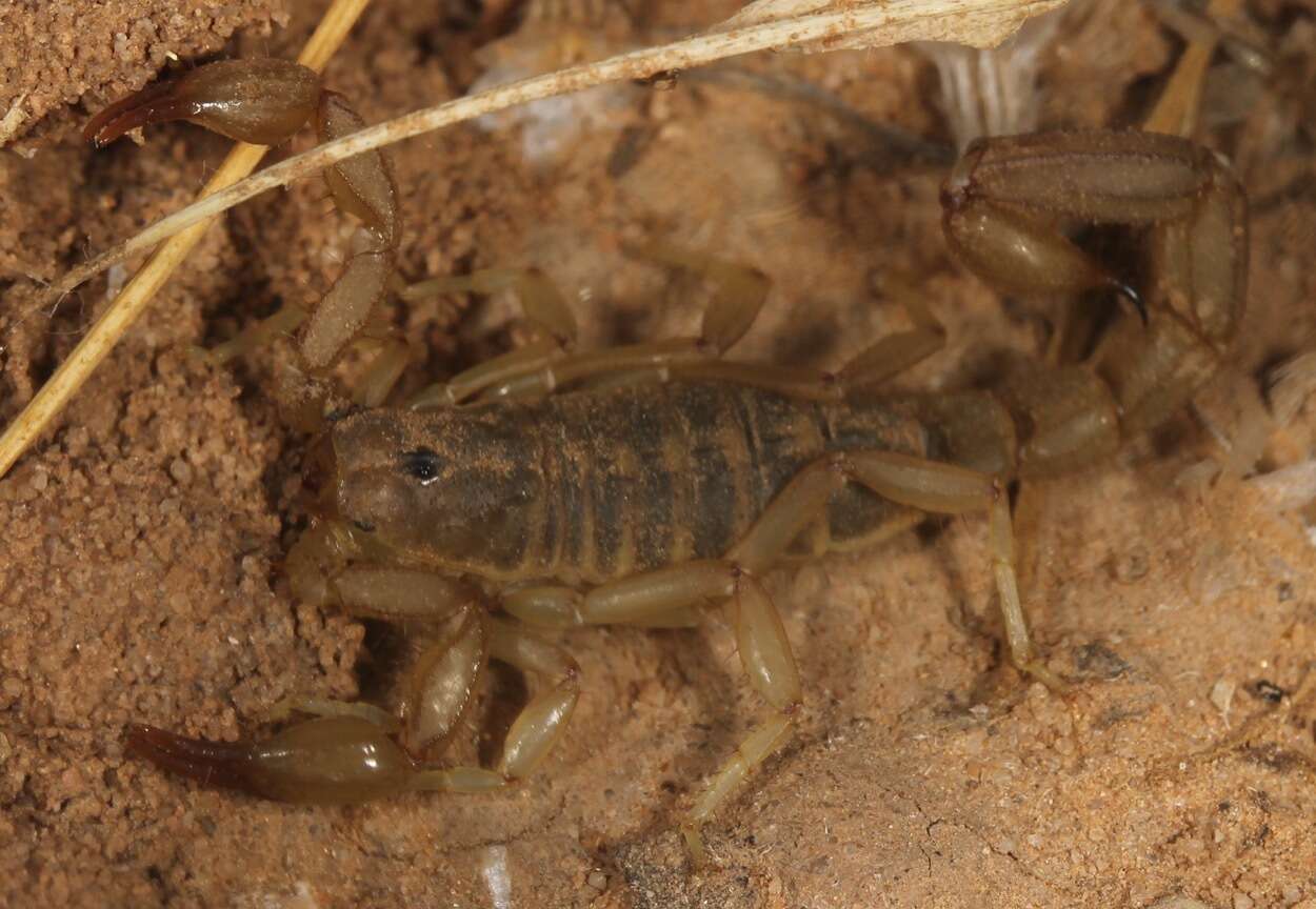 Image of Chihuahuanus coahuilae (Williams 1968)