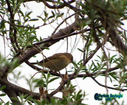 Image of Mountain Chiffchaff