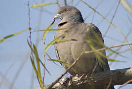 Image of Picazuro Pigeon