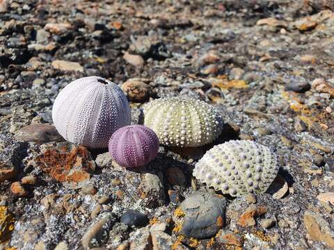 Image of Holopneustes purpurascens (A. Agassiz 1872)