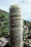 Imagem de Echinopsis tarijensis subsp. bertramiana (Backeb.) M. Lowry