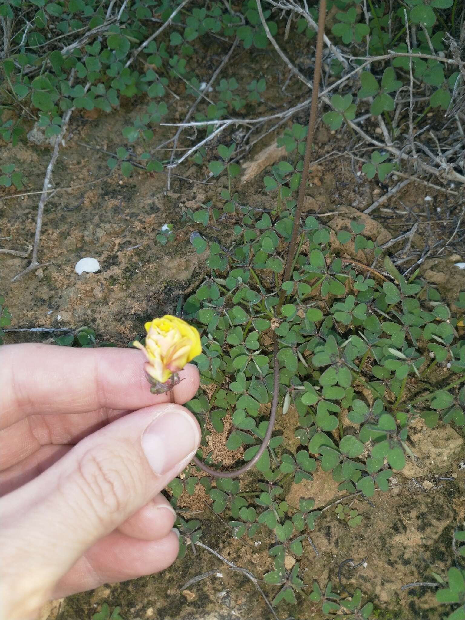 Oxalis pes-caprae L. resmi