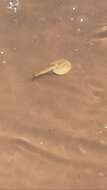 Sivun Triops australiensis (Spencer & Hall 1896) kuva