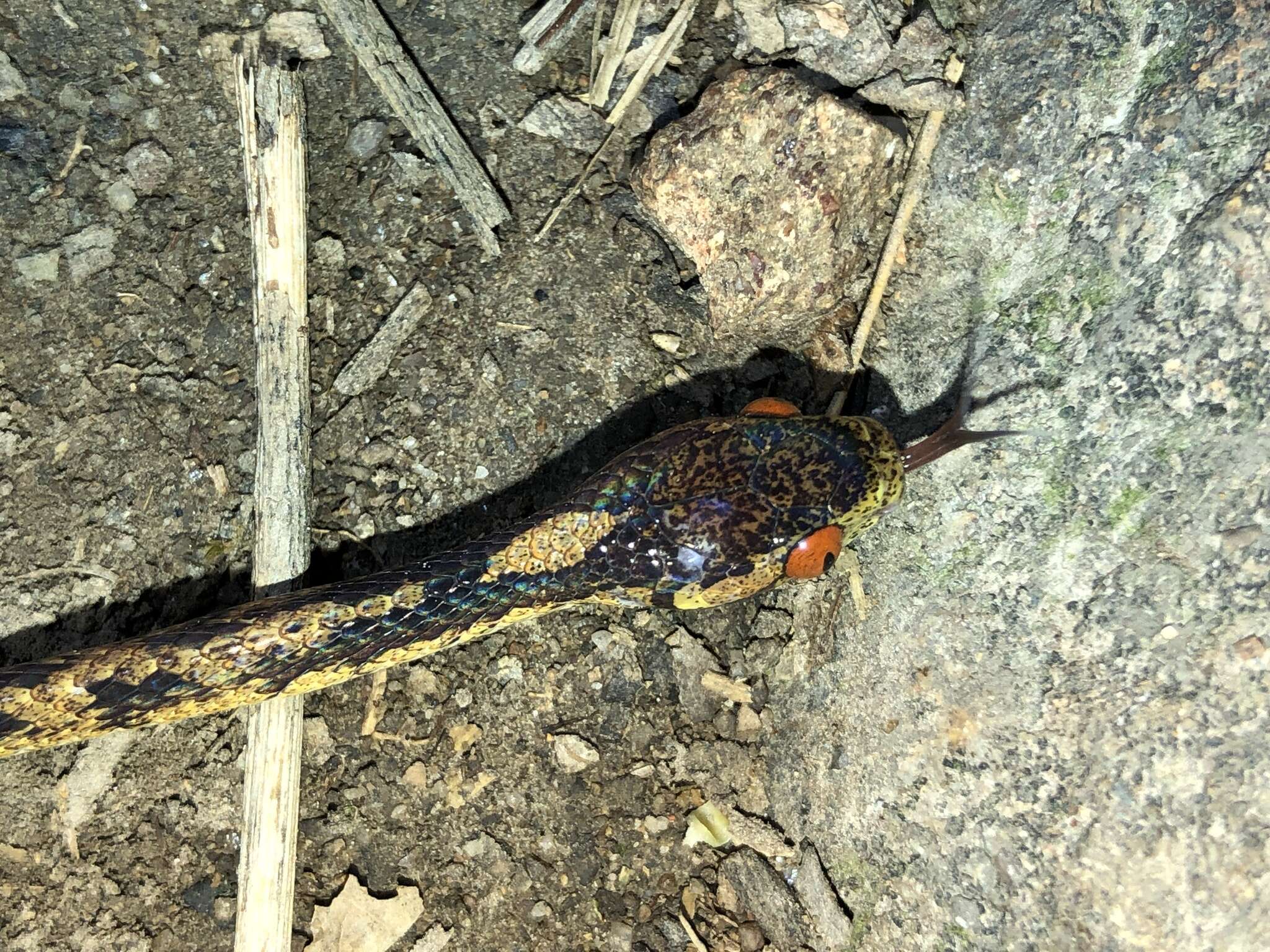 Image of Formosa Slug Snake