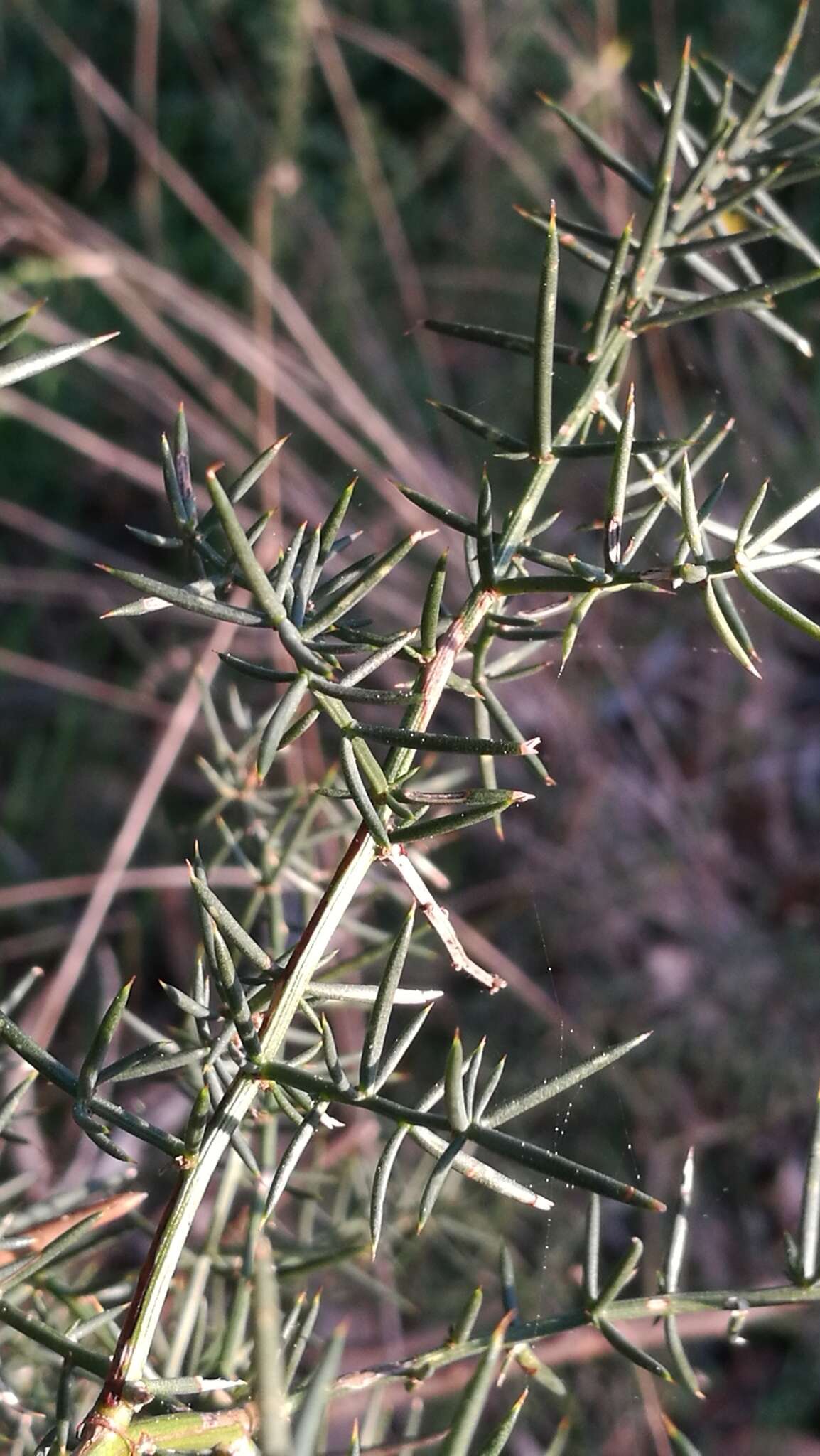 Image of Asparagus aphyllus L.