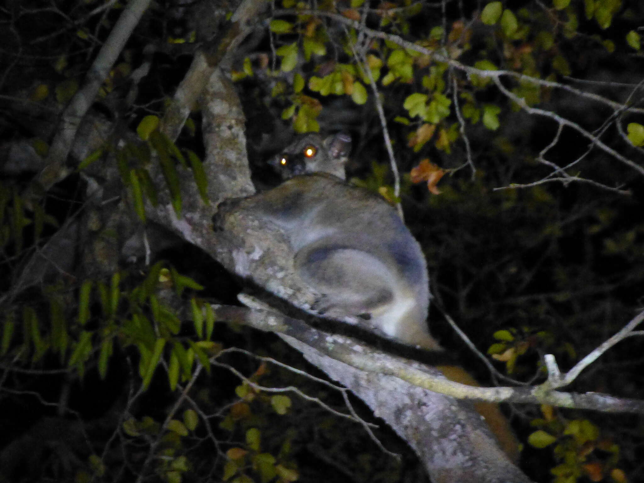 Image of Lesser Weasel Lemur