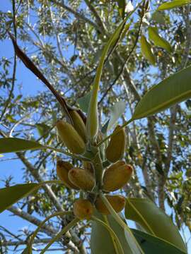 Image de Ficus pleurocarpa F. Müll.