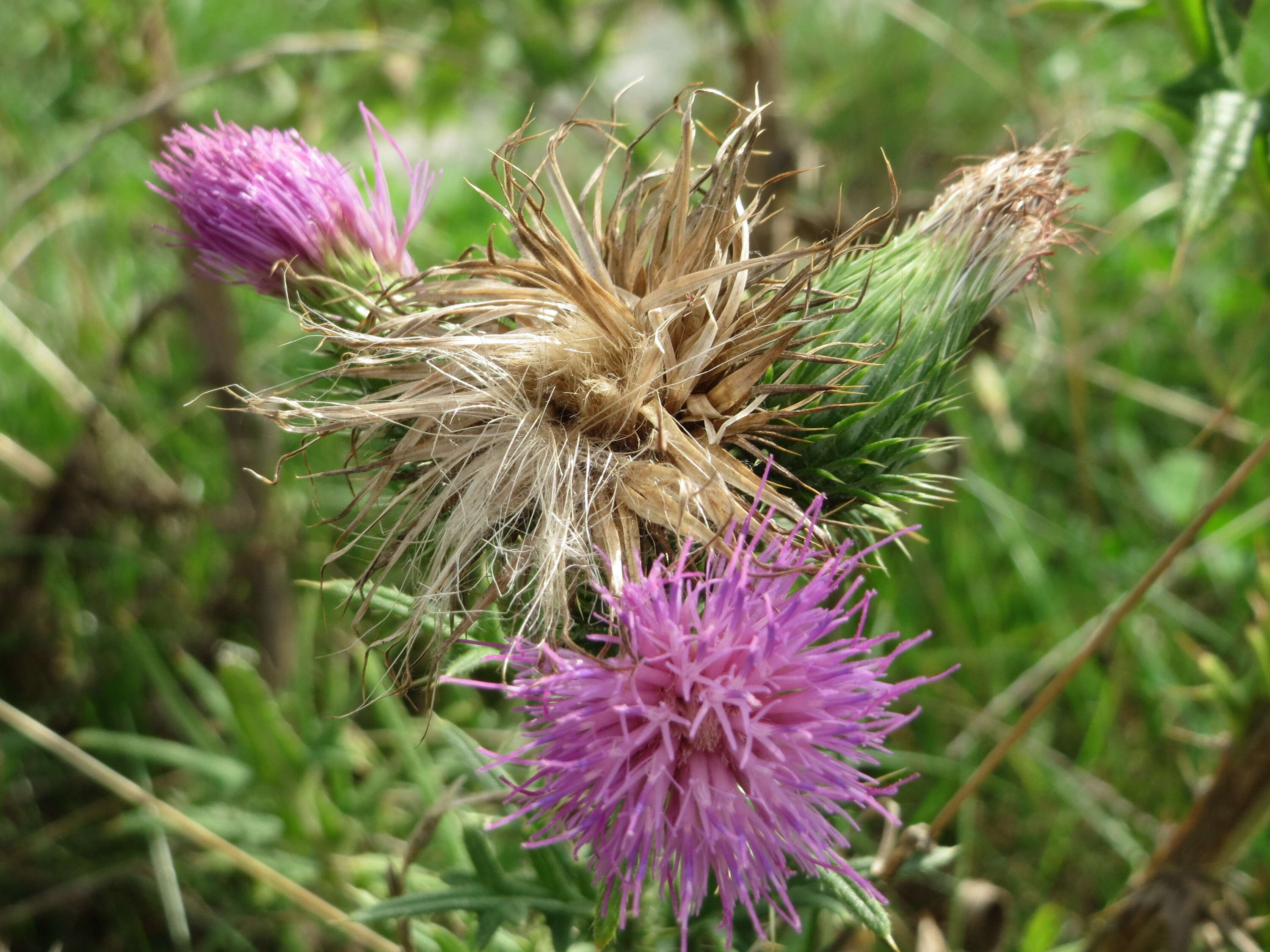 Image of Spear Thistle