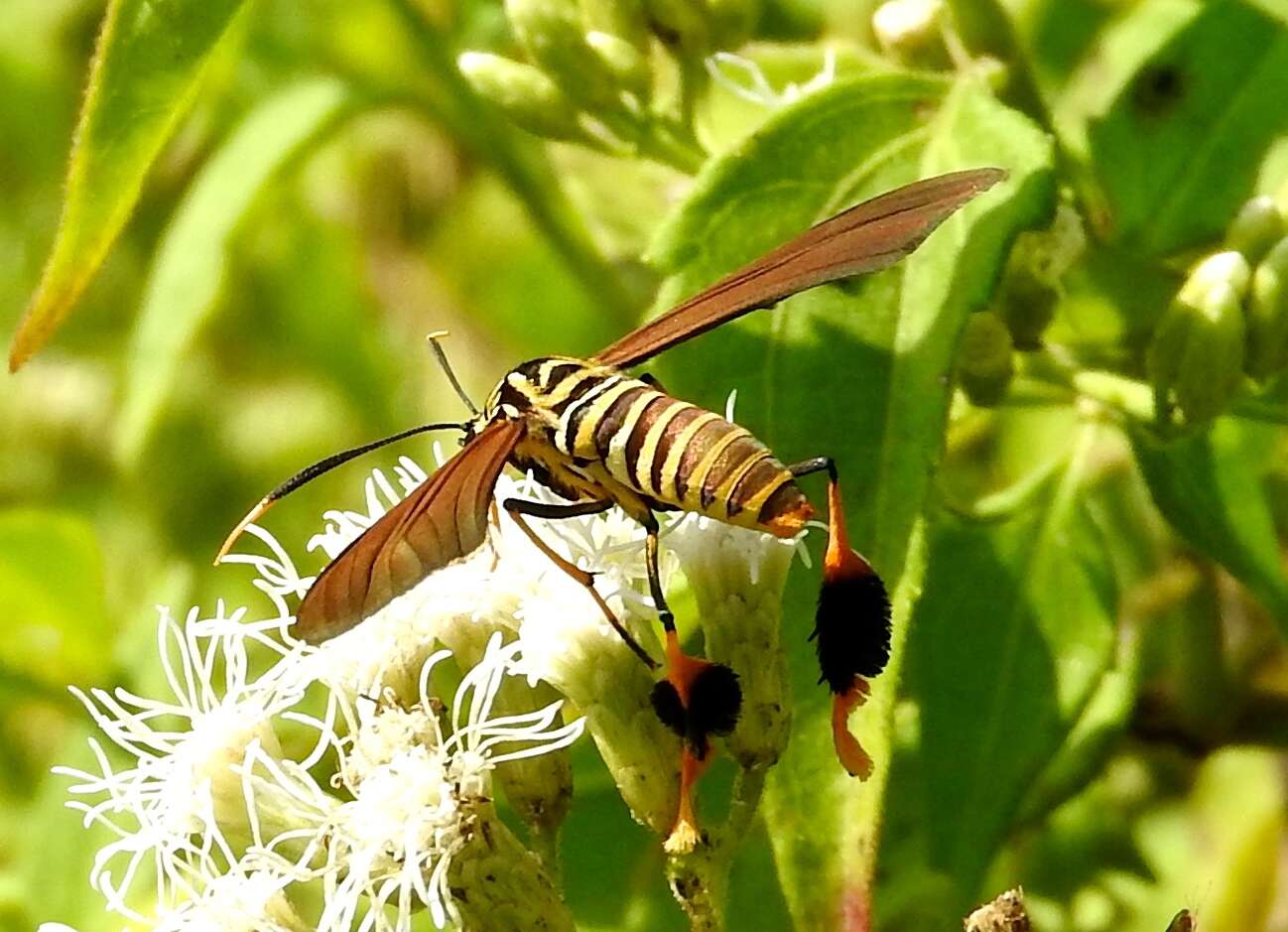 Image of Texas Wasp Moth