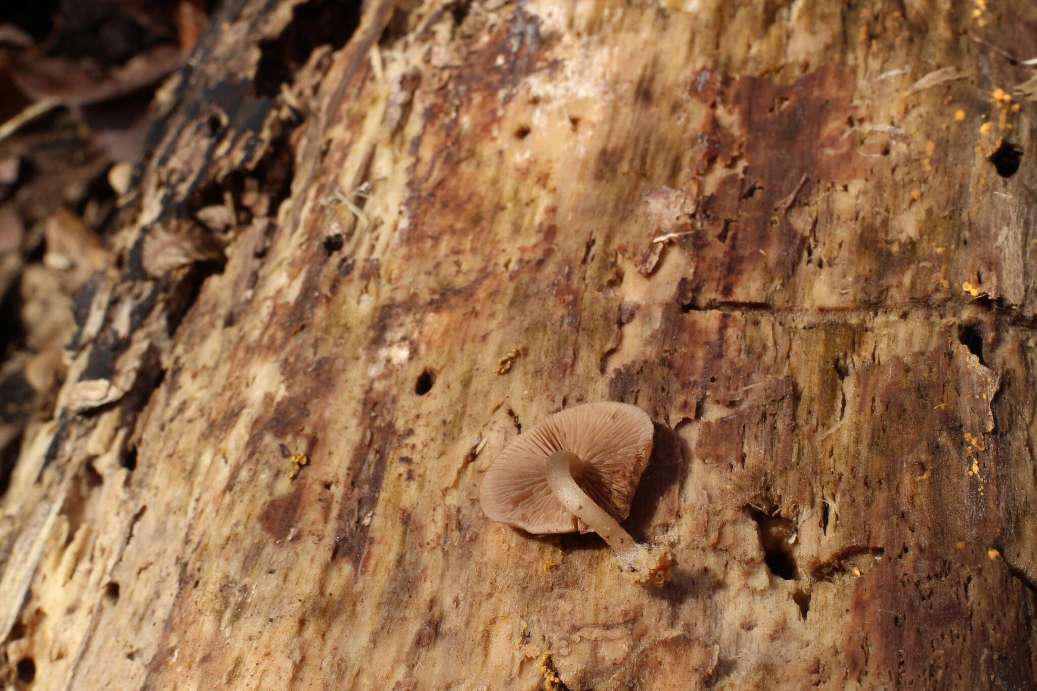 Image of Psathyrella saccharinophila (Peck) A. H. Sm. 1972