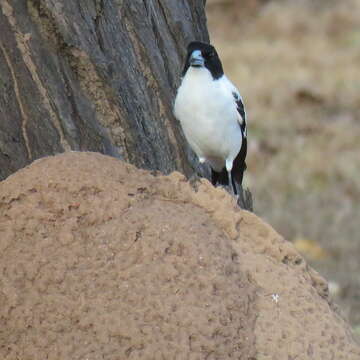 Image of Black-backed Butcherbird