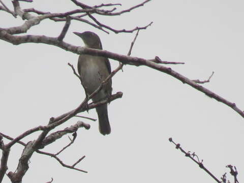 Image of Turdus ignobilis ignobilis Sclater & PL 1858