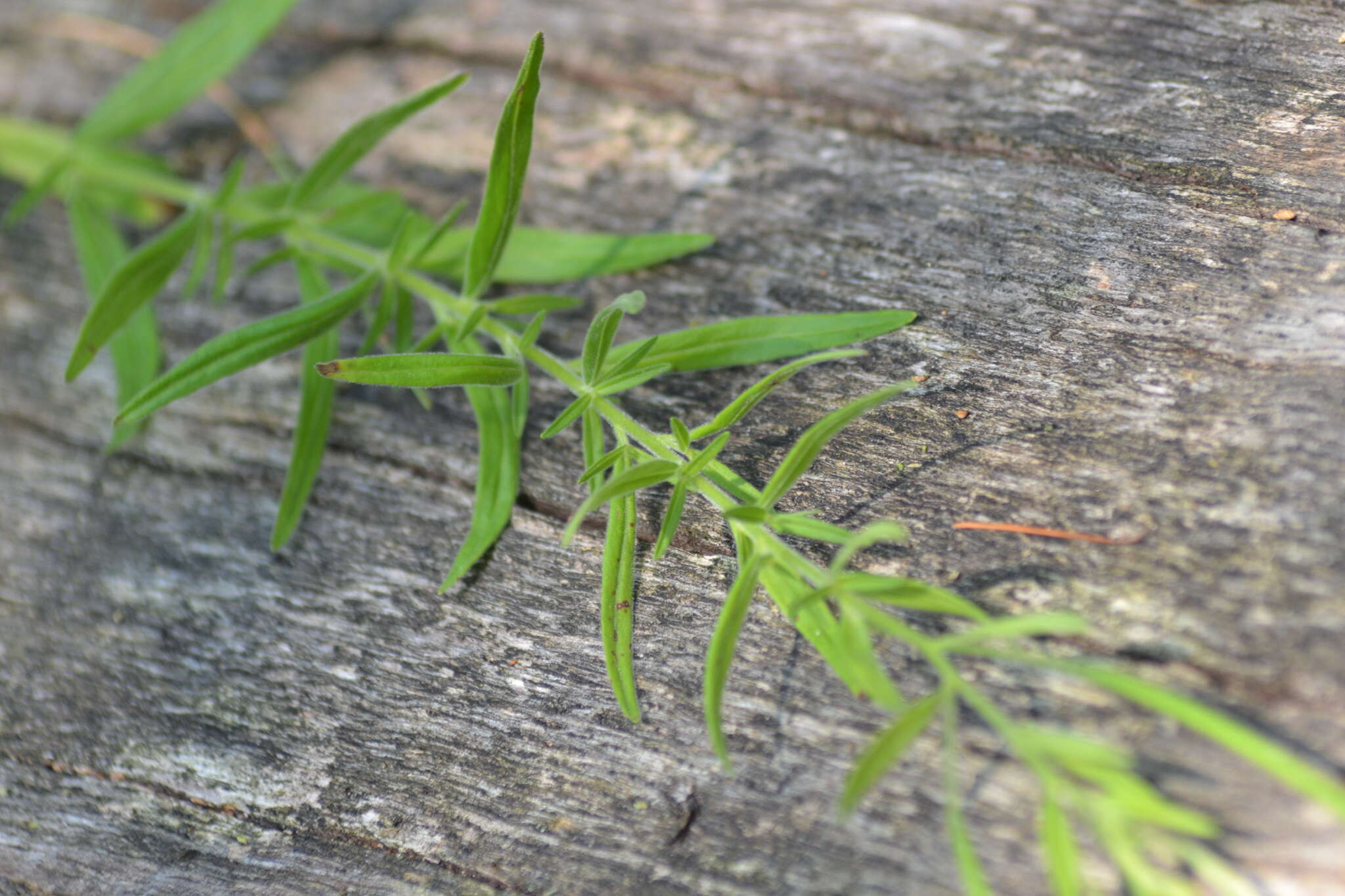 Image of Downy Willowherb