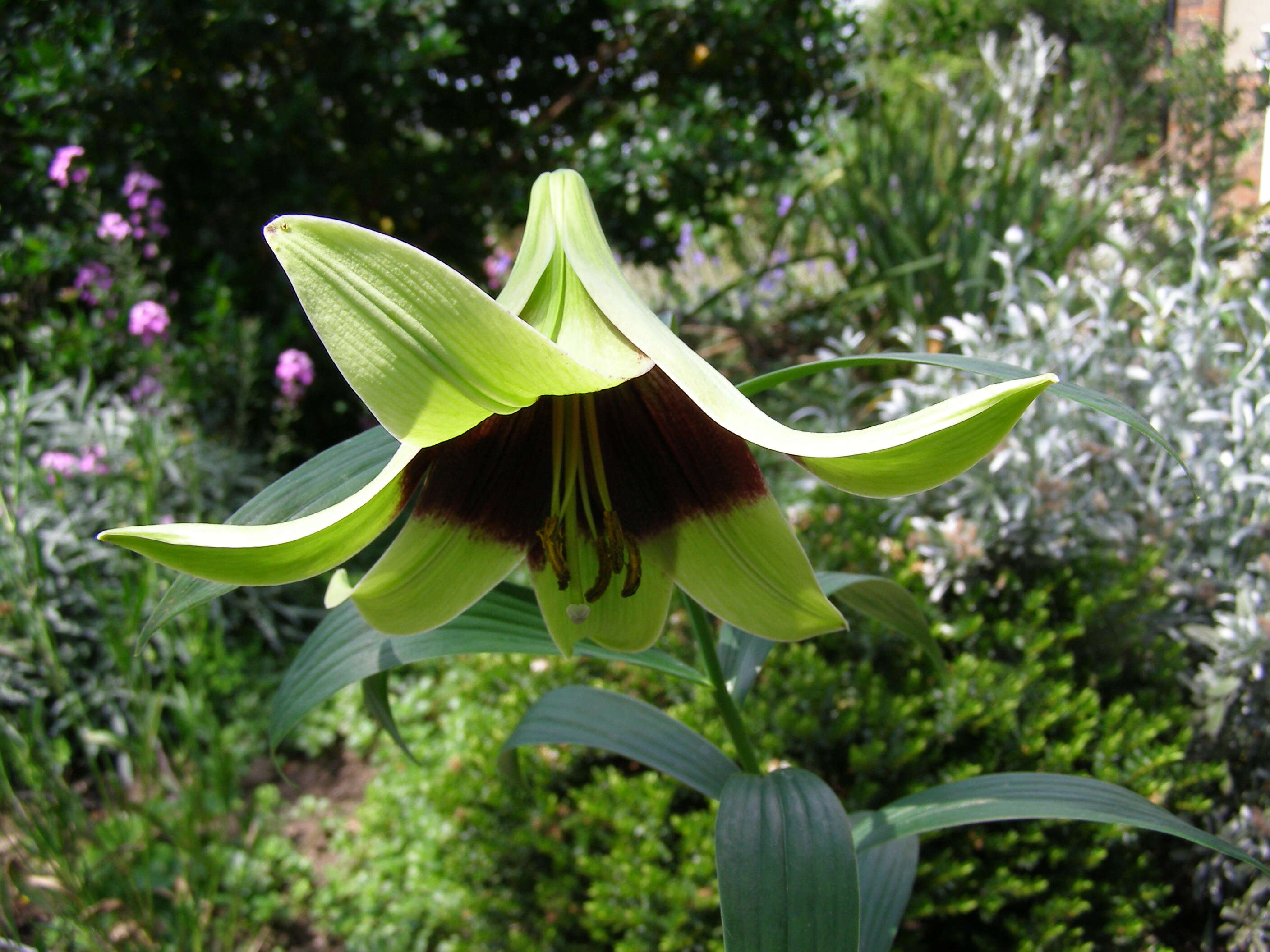 Image of Lilium nepalense D. Don