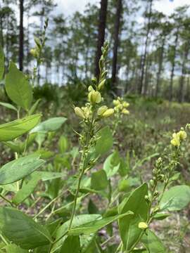 Слика од Baptisia simplicifolia Croom