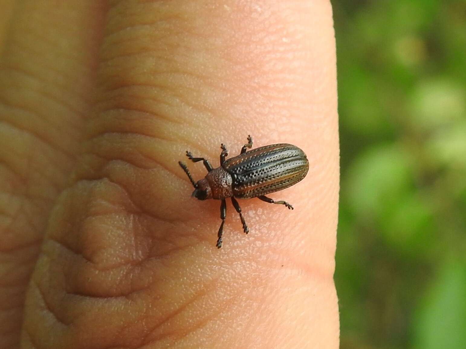 Imagem de Microrhopala vittata (Fabricius 1798)