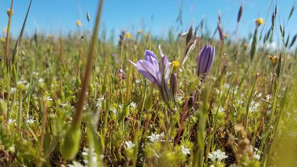 Sivun Brodiaea nana Hoover kuva