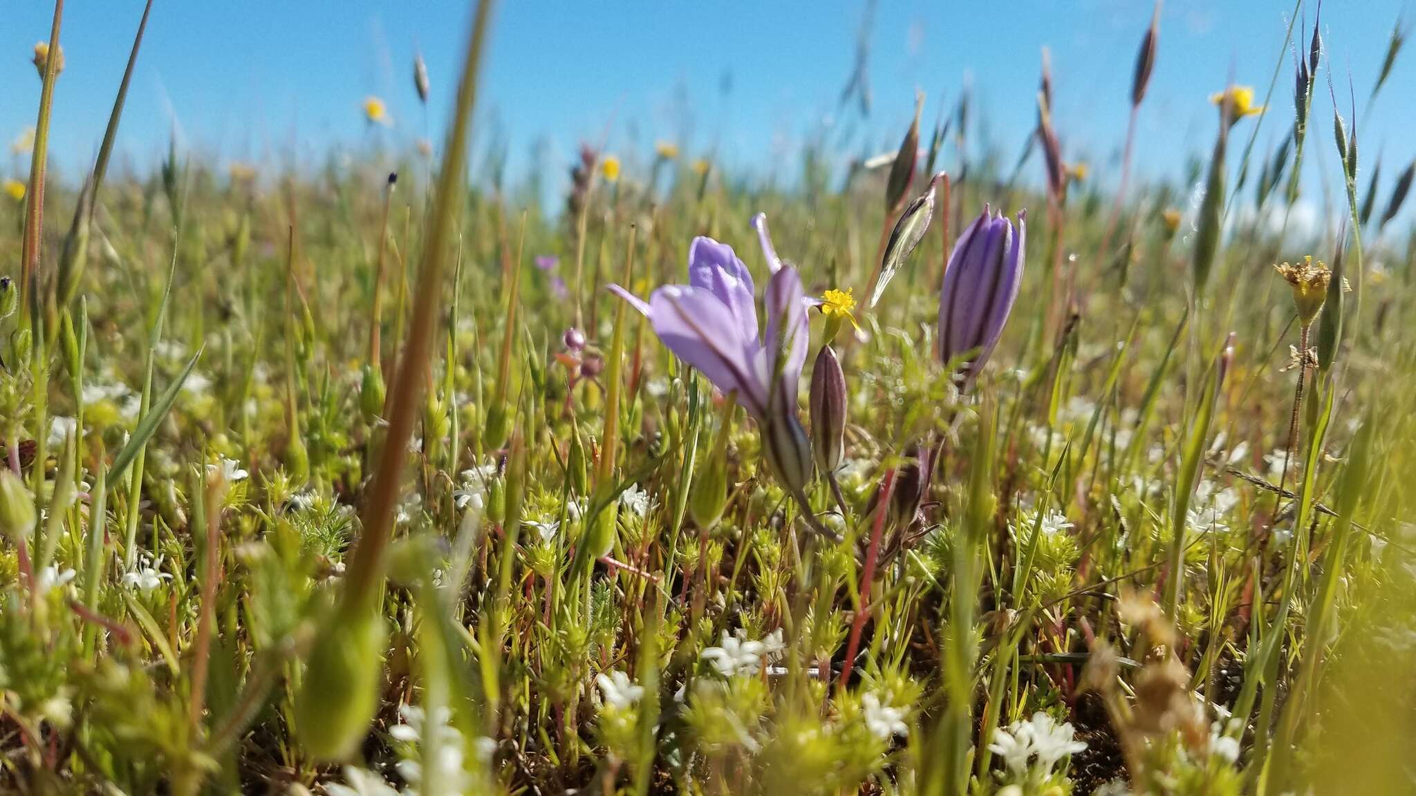 Sivun Brodiaea nana Hoover kuva