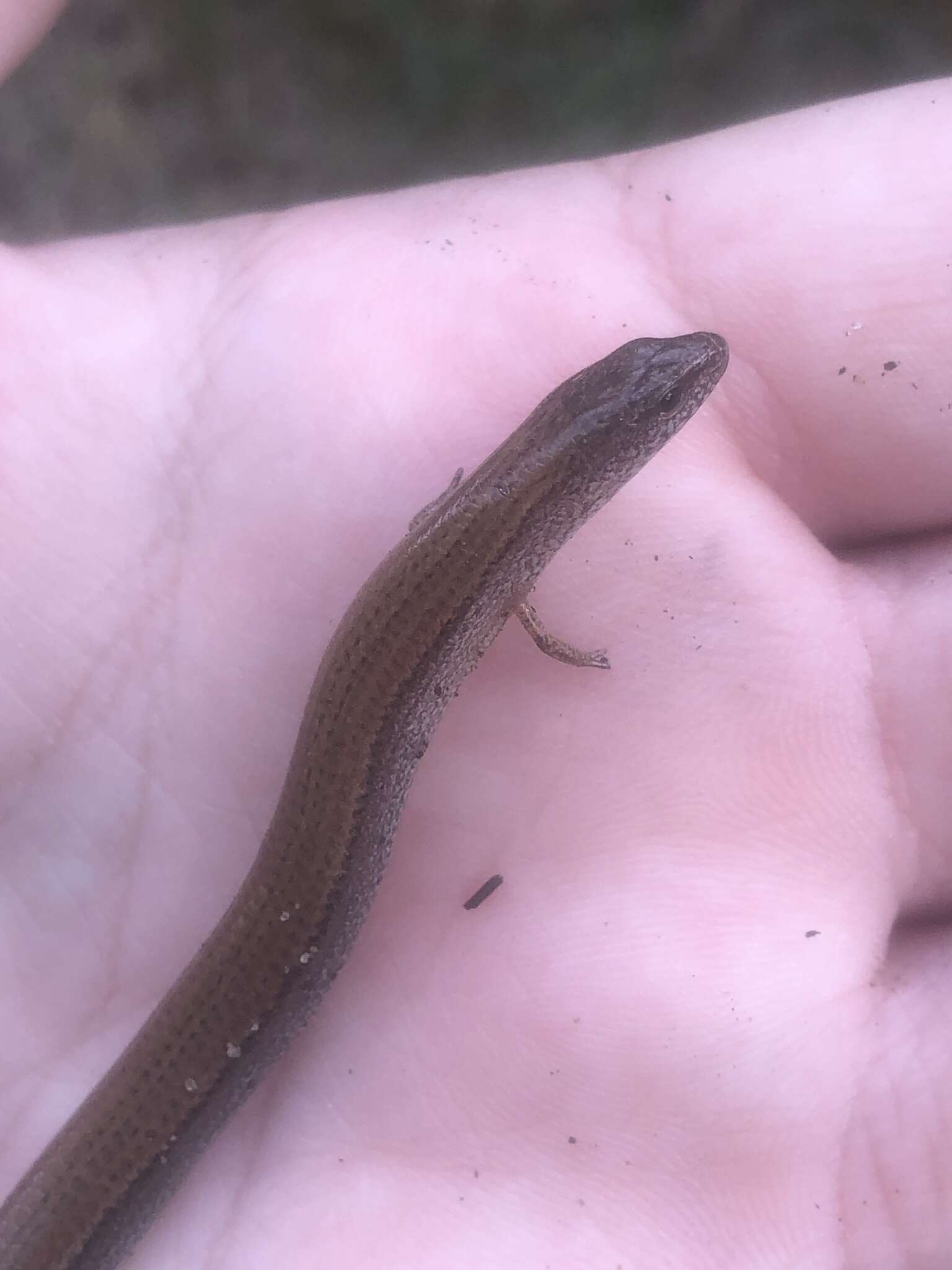 Image of Two-toed Earless Skink