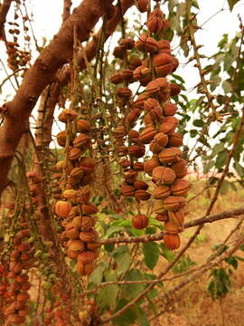 Image of Alchornea cordifolia (Schumach. & Thonn.) Müll. Arg.