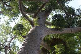 Image of Atherton Kauri Pine