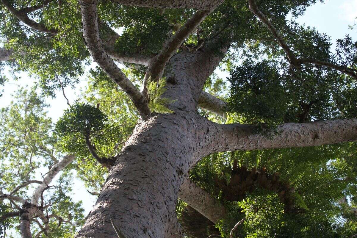 Image of Atherton Kauri Pine