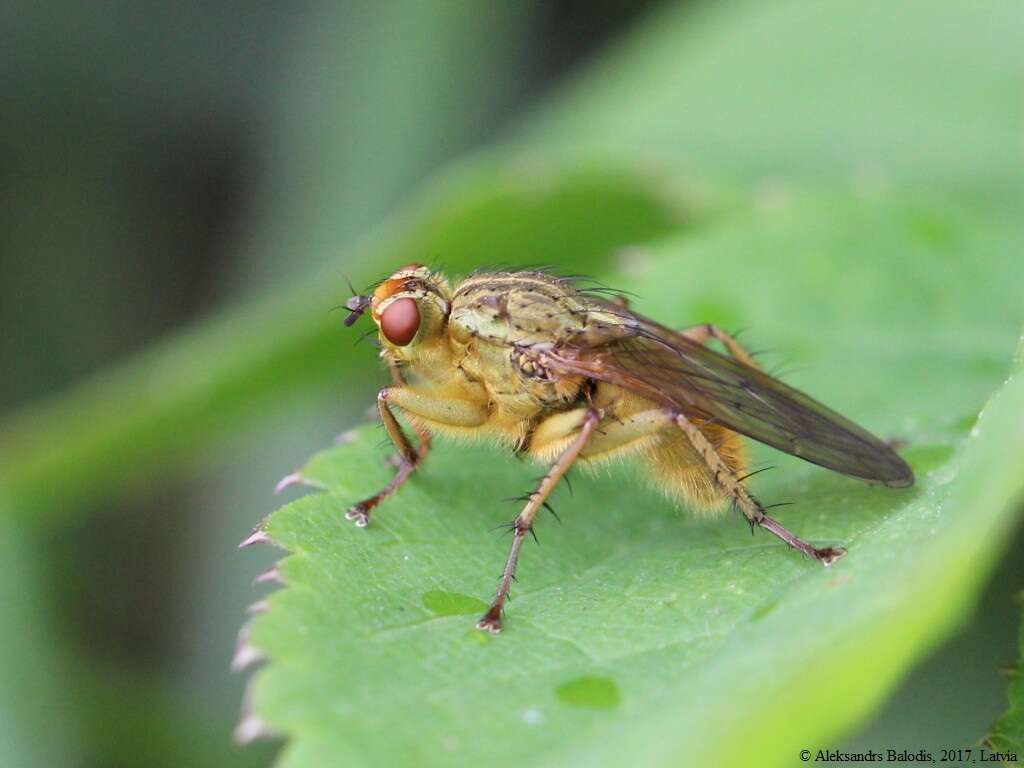 Image of Scathophaga stercoraria (Linnaeus 1758)