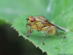 Image of Scathophaga stercoraria (Linnaeus 1758)