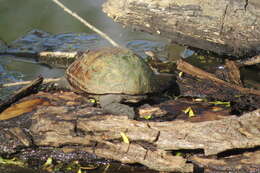 Image of Mississippi mud turtle